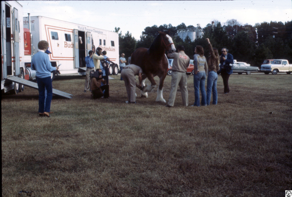 1980 Budweiser horses F'ville 02.jpg